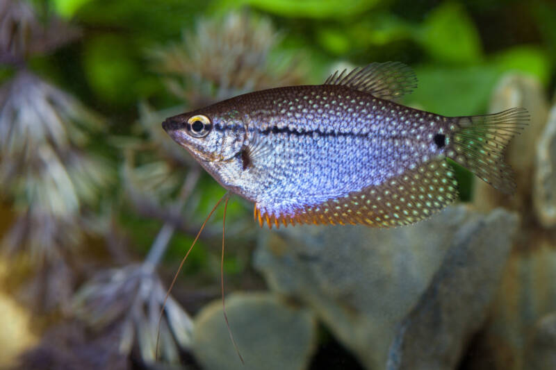 Trichopodus leerii also known as pearl gourami in the aquarium