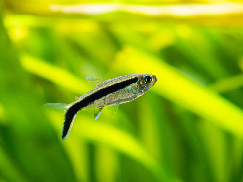 Thayeria boehlkei also known as penguin tetra on a green background