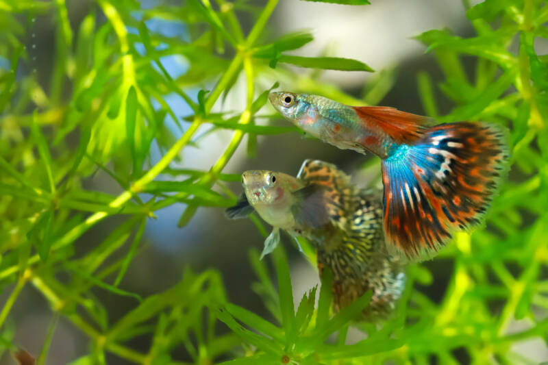 Couple of guppies swimming among guppy grass plant in a freshwater aquarium