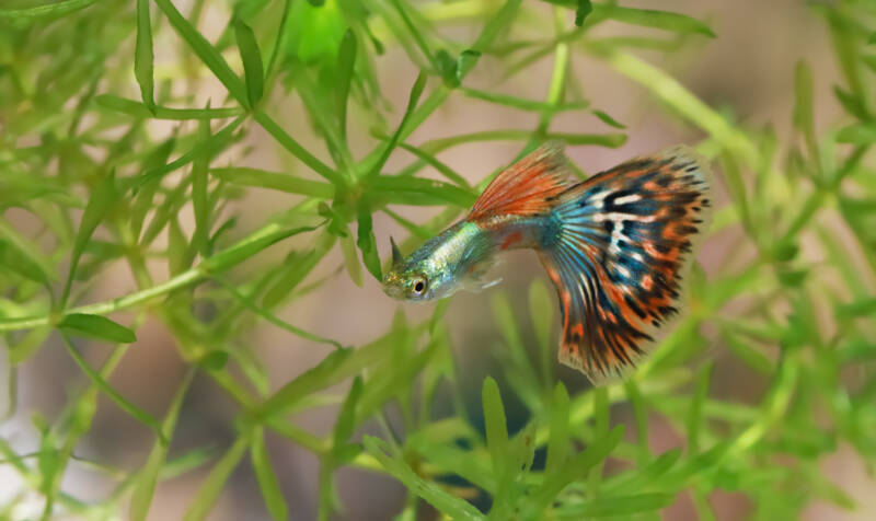 Multi colored Poecilia reticulata also known as guppy fish swimming among Naja guadalupensis commonly known as guppy grass or najas grass in aquarium