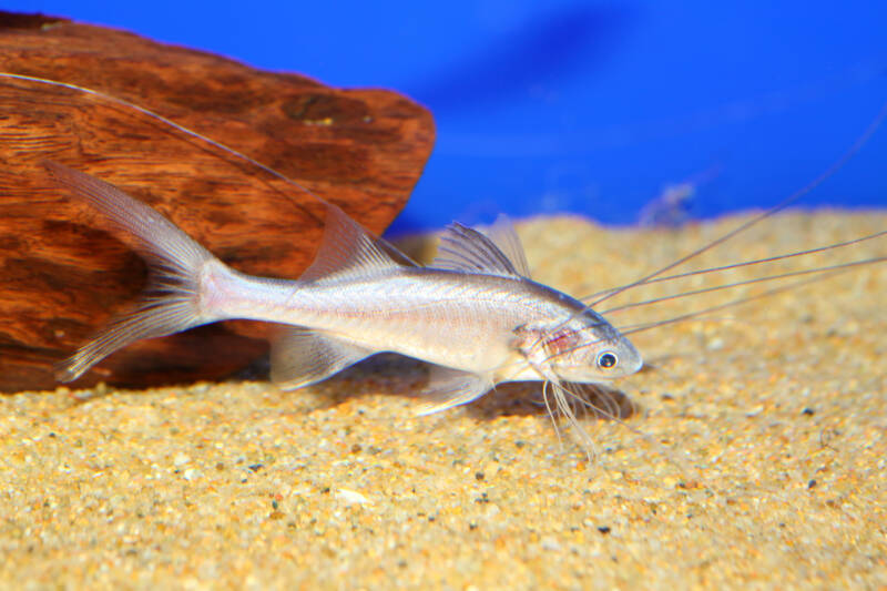 Polynemus paradiseus also known as paradise threadfin is swimming close to the aquarium sandy bottom in the aquarium