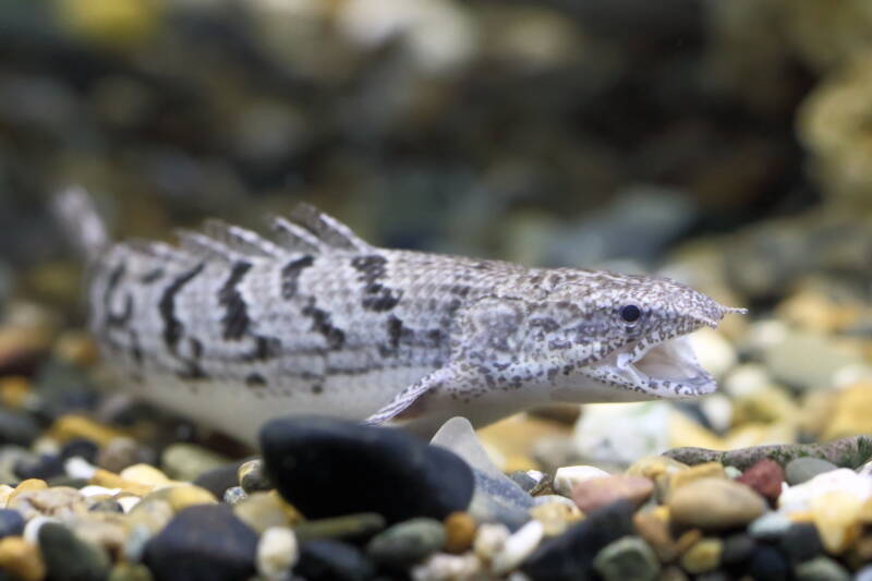 Polypterus delhezi also known as bichir on the aquarium bottom