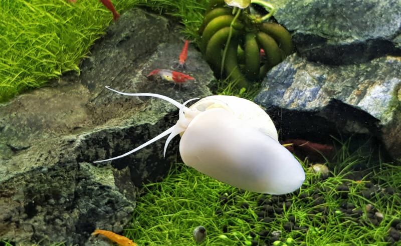 Mystery snail crawling on aquarium glass