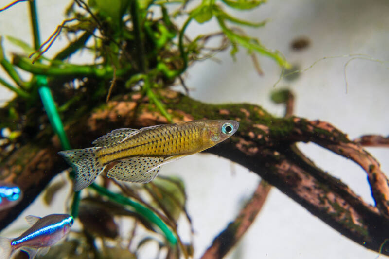 Pseudomugil gertrudaealso known as spotted blue eye fish or Gertrude's,rainbowfish swimming in a community aquarium