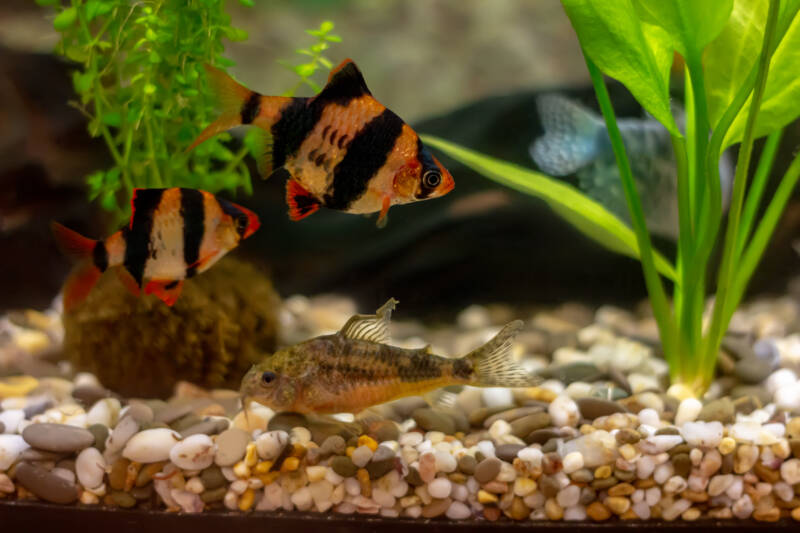 Tiger barbs or Sumatra barbs being curious towards their tank mates in aquarium