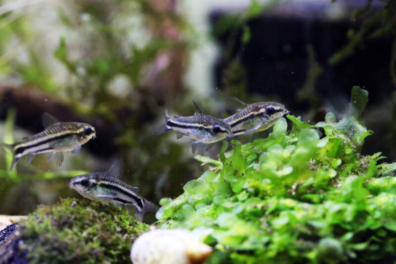 A group of Corydoras pygmaeus known as pygmy corys is swimming in a planted aquarium