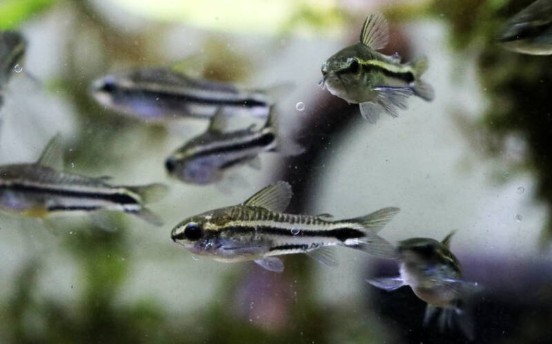 A group of Corydoras pygmaeus known as Pygmy Corys is swimming in aquarium water