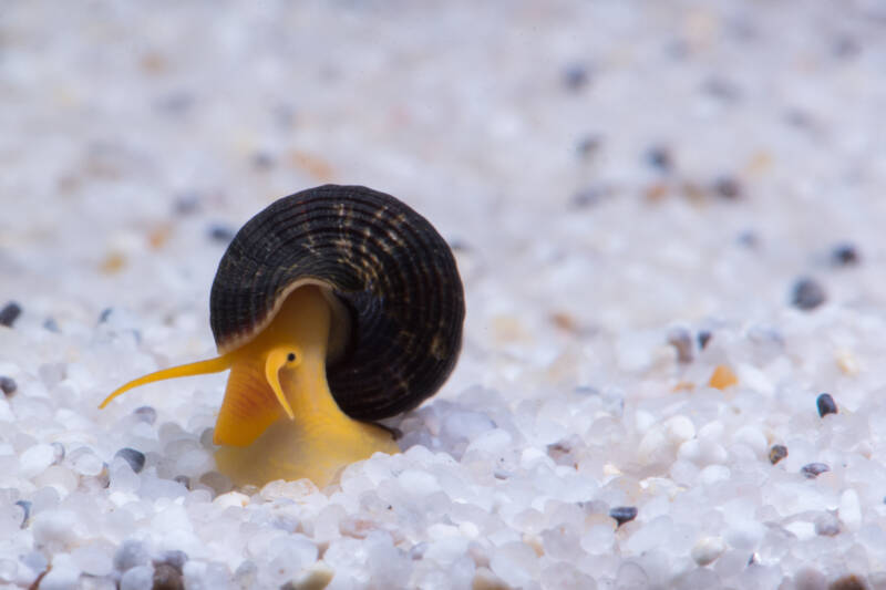 Tylomelania also known as rabbit snail on a white substrate in a freshwater aquarium