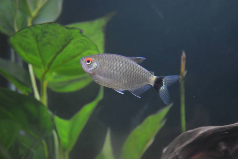 Moenkhausia sanctaefilomenae also known as redeye tetra swimming upwards in a planted tank