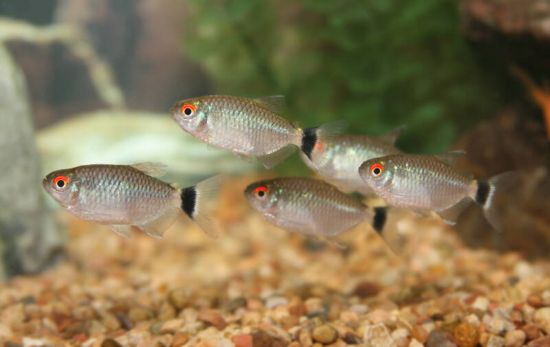 School of Moenkhausia sanctaefilomenae also known as redeye tetras swimming tightly close to fine gravel bottom in aquarium