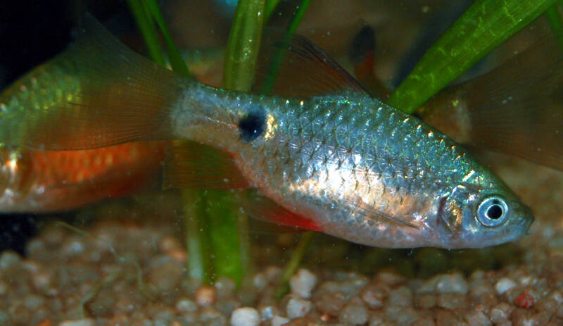 A female of rosy barb serching for food on the aquarium bottom