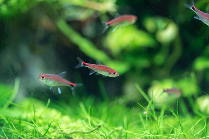 A school of Axelrodia riesei commonly known as ruby tetras swimming in a planted tank