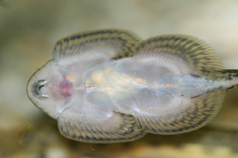 Sewellia lineolata also known as hillsteram loach attached to the aquarium glass