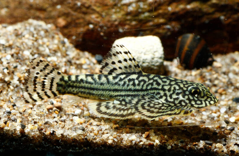 Sewellia lineolata also known as hillstream loach dwelling the bottom level of an aquarium