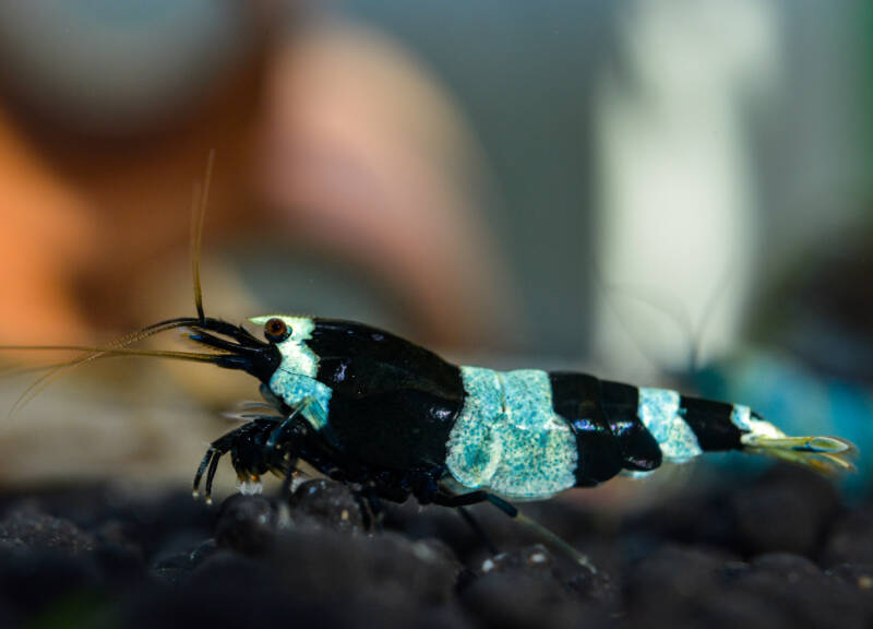 Caridina cf. cantonensis var. Shadow Panda on aquatic soil in aquarium