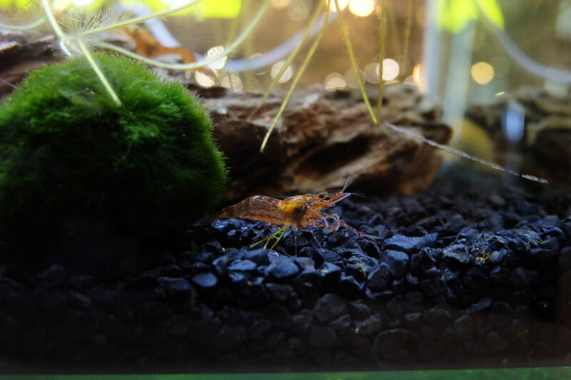 Macrobrachium niphanae also known as pinksuphan shrimp in the aquarium decorated with rocks and marimo moss ball