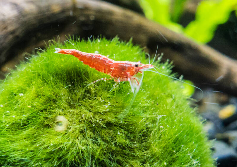 Cherry shrimp grazing on marimo ball in aquarium