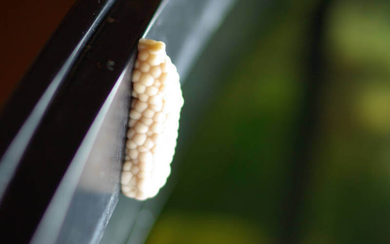 Cluster of snail eggs laid on the wall of the aquarium above the waterline