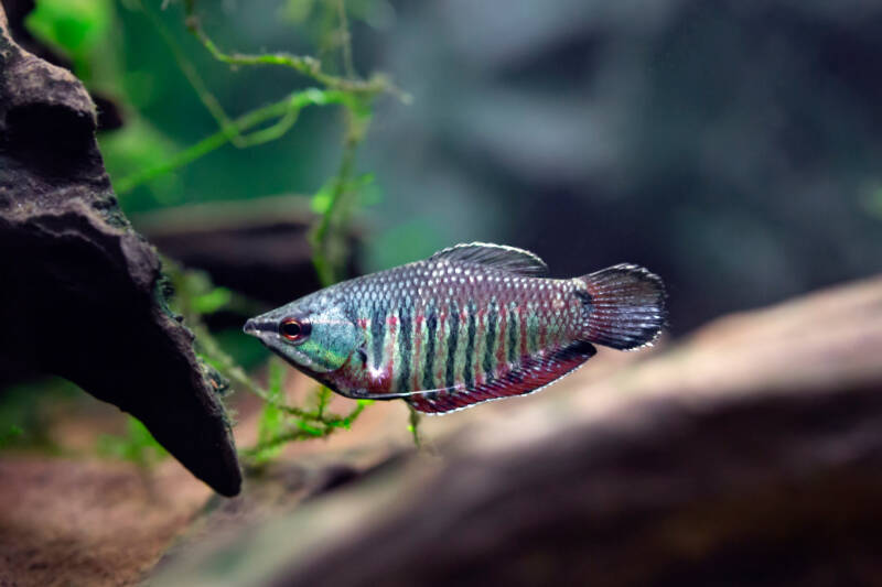 Sphaerichthys vaillanti also known as samurai gourami is swimming in a decorated aquarium