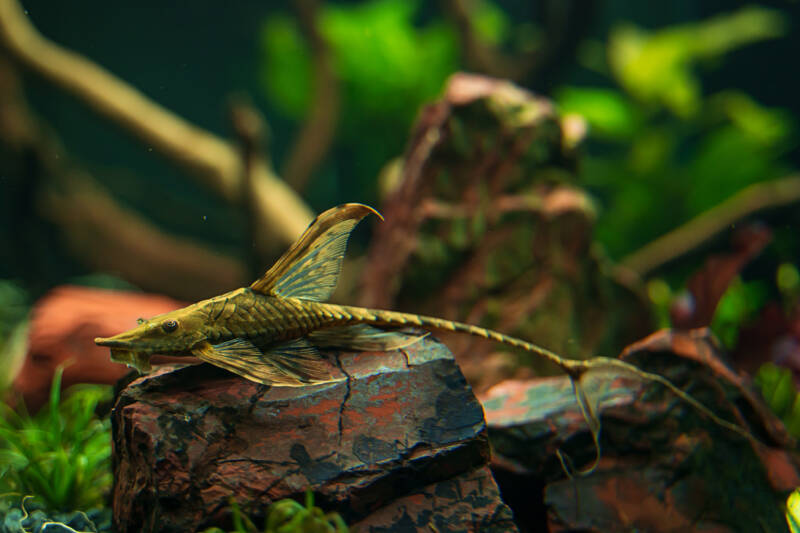 Sturisoma panamense also known as royal farlowella catfish on a rock in a planted freshwater aquarium