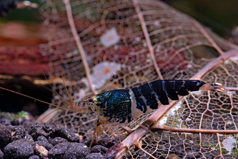 Super Crystal Black freshwater shrimp