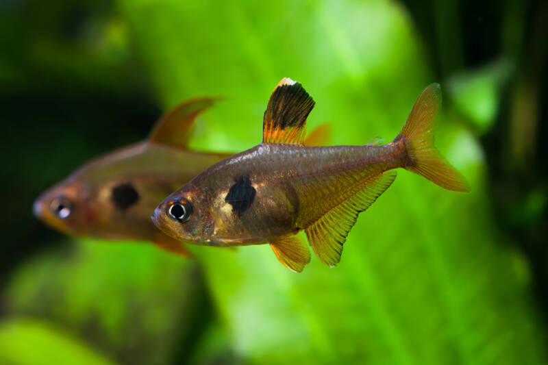 A pair of serpae tetras swimming in aquarium