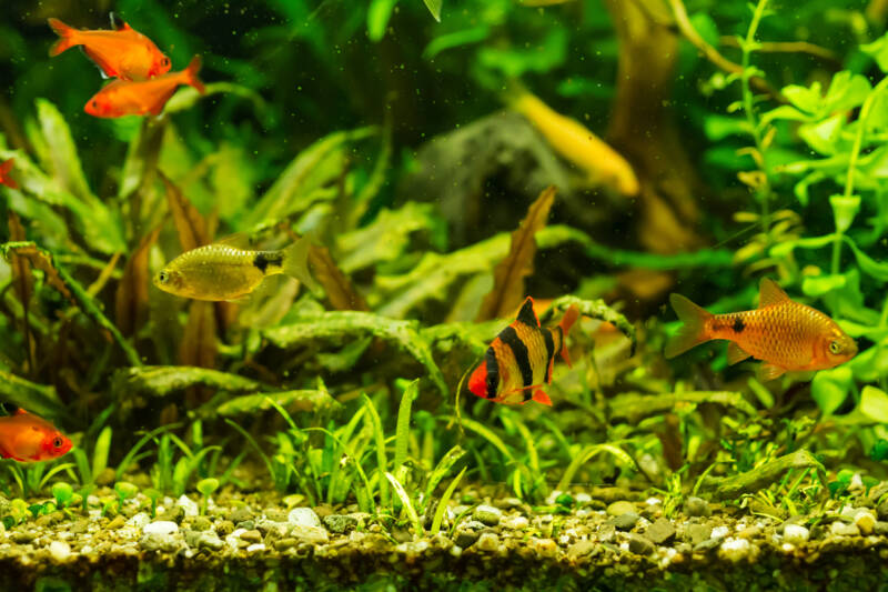 Community planted aquarium with barbs, tetras and other fish