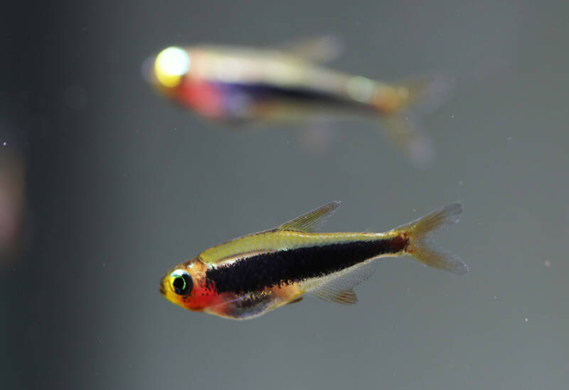 A pair of Tucanoichthys tucano also known as toucan tetra on the grey background