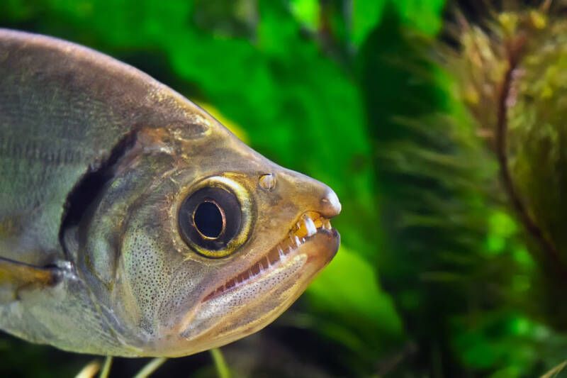 Close up of Hydrolycus scomberoides commonly known as vampire tetra or dogtooth tetra in aquarium