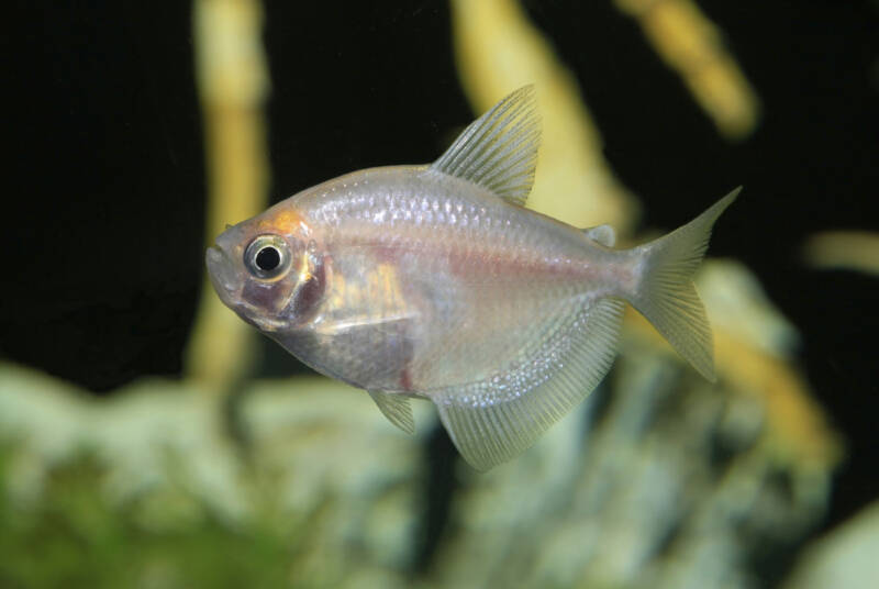 Gymnocorymbus ternetzi variation white skirt tetra in aquarium