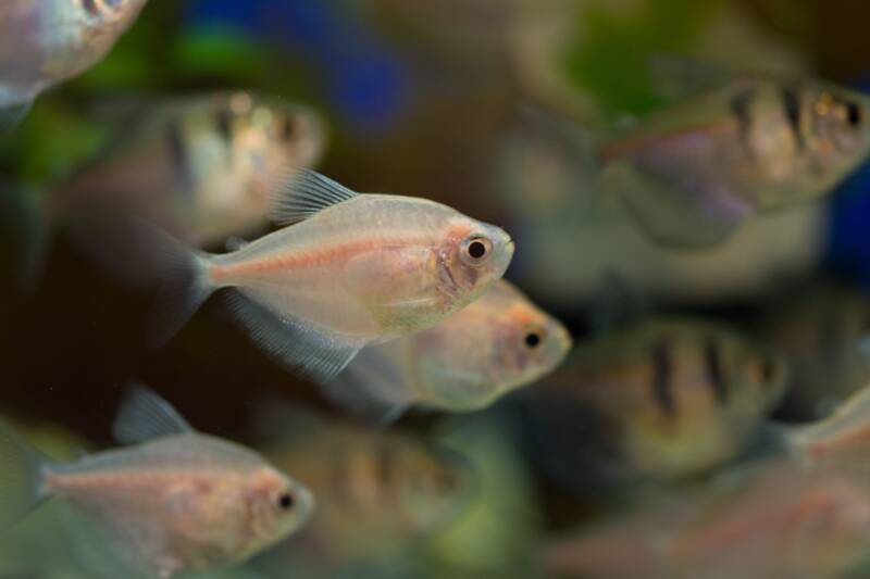 A school of white tetras swimming together in freshwater aquarium