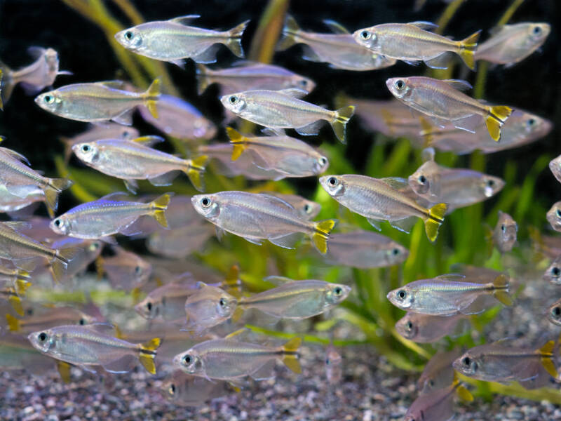 A big school of yellow Congo tetras is swimming tightly in aquarium