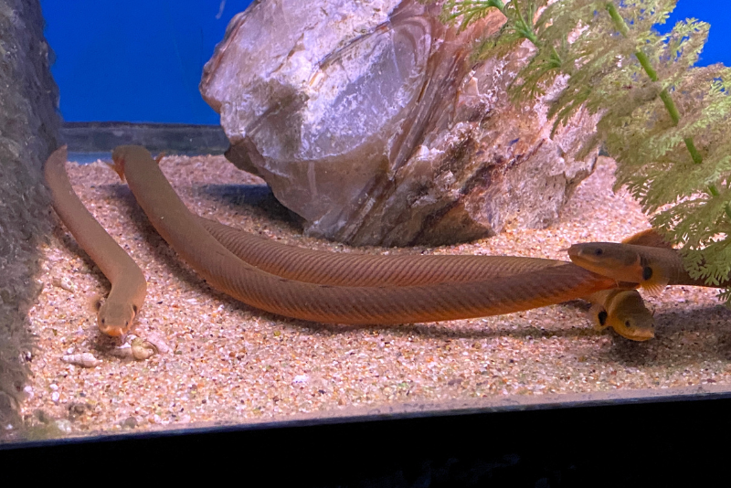 several rope fish swimming on the bottom of a tank