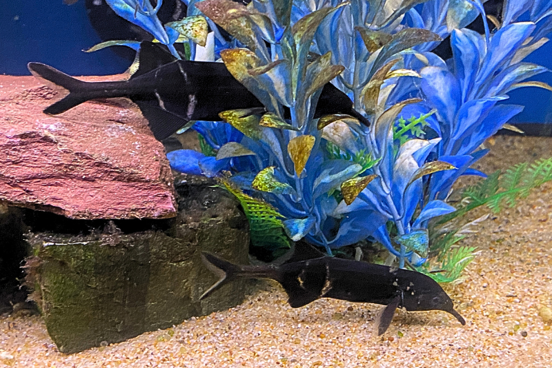 Elephant Nose Fish two swimming on the bottom of the tank. The long nose looks like the trunk of an elephant 