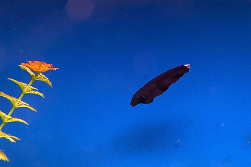 Ghost knife fish against a blue background, jet black body with wavy fin that runs along the bottom 