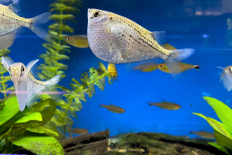 Common hatchet fish with its deep, fin like shape