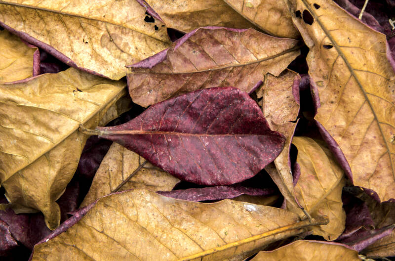 A pile of dry Indian almond leaves