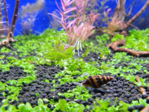 Best Snails for Betta Fish Tanks: Care & Compatibility