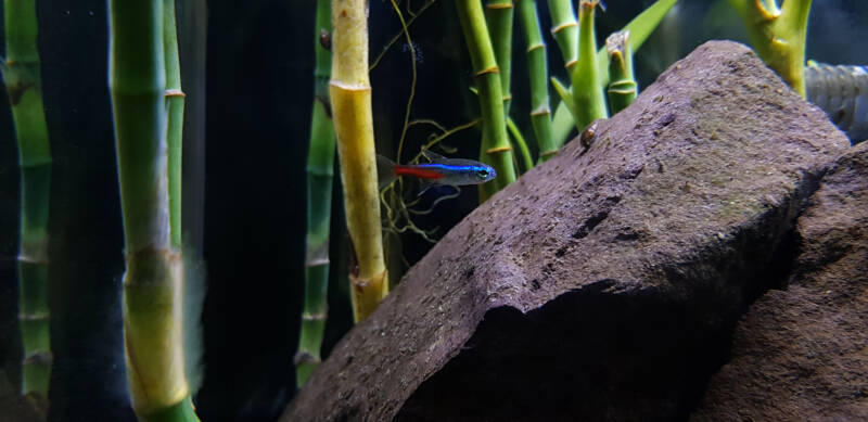 Neon tetra is swimming in a freshwater aquarium decorated with lucky bamboo stalks