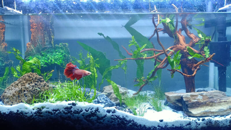 Aquarium aquascape with a betta fish