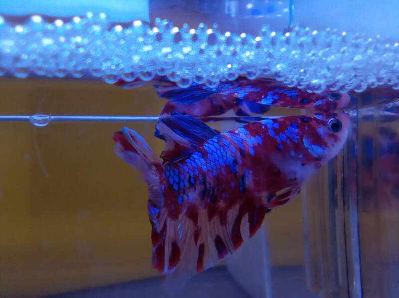 Betta male completing its bubble nest at the water surface in the aquarium