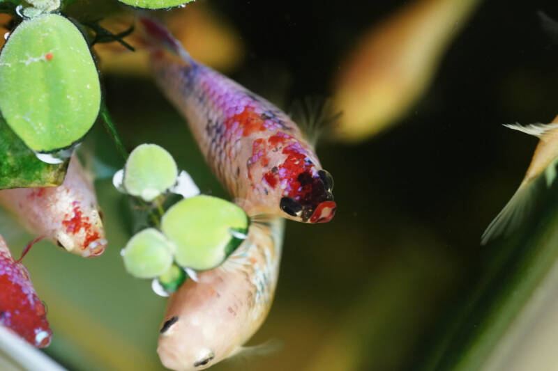 Close-up of a betta sorority tank