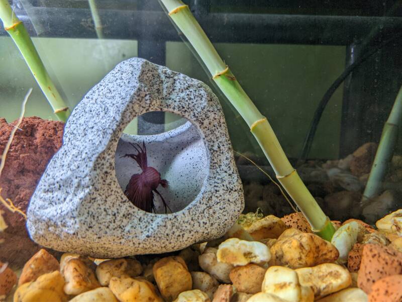 Betta fish is hiding in a grotto in a freshwater aquarium decorated with bamboo stems