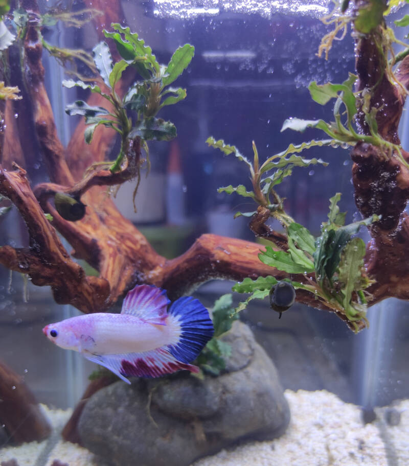 Flamengo betta swimming in a decorated aquarium