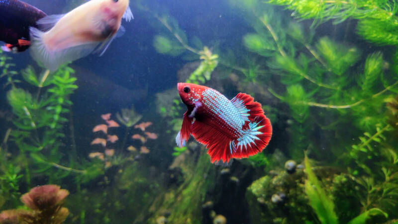 A pair of bettas swimming in a well-planted tank