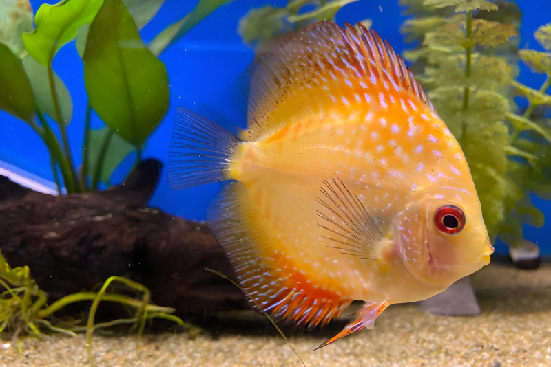 Yellow and orange discus