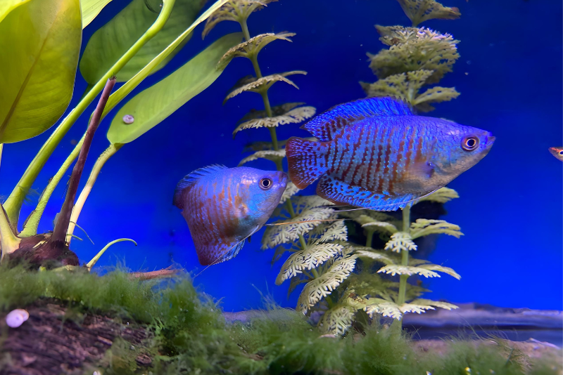 Royal Blue Dwarf Gourami. Trichongaster lallus