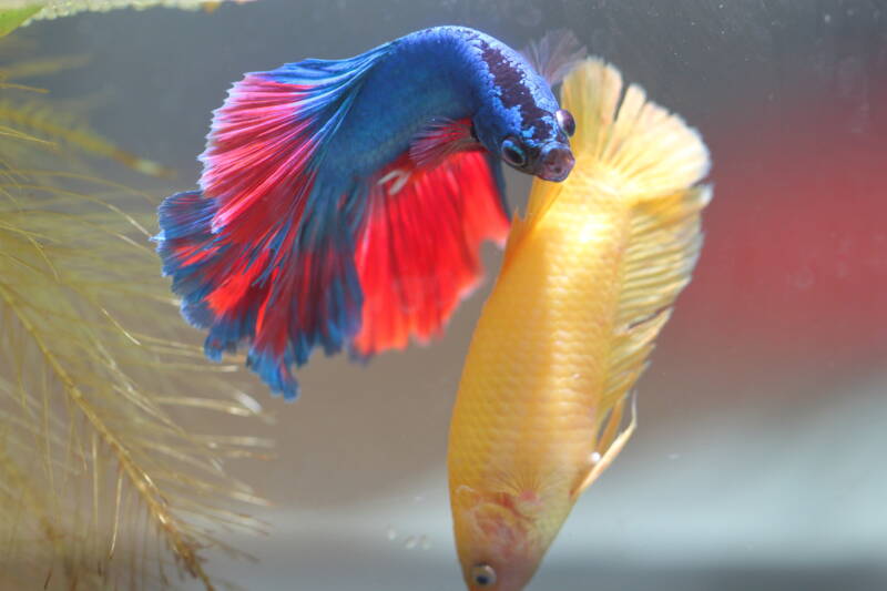 Fighting between male and female bettas in the aquarium