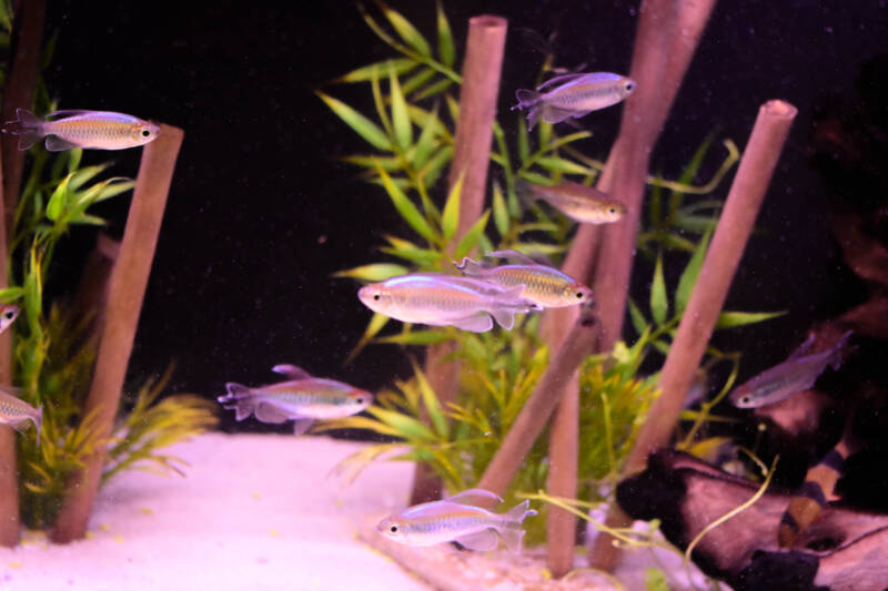 A school of Congo tetras is swimming in a freshwater aquarium with dry bamboo stems