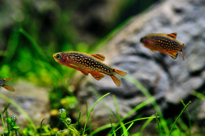 A pair of Danio margaritatus also known as galaxy rasbora is swimming close to the aquarium bottom